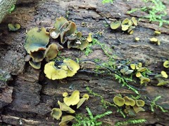 Chlorencoelia versiformis