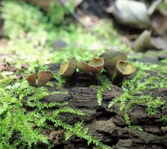 Chlorencoelia versiformis