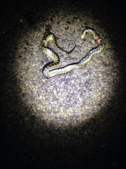 Lampropeltis splendida