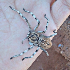 Eusparassus oraniensis