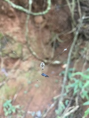 Araneidae