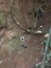 Araneidae