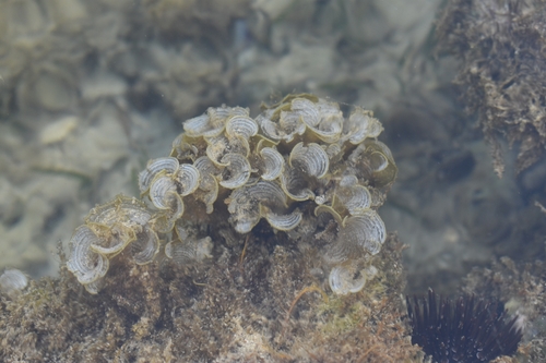 Padina australis observed 2018-06-01