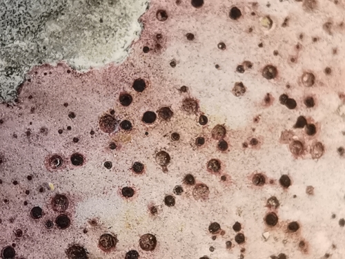 Representative image of Bagliettoa