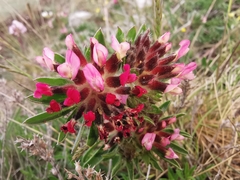 Anthyllis vulneraria rubriflora