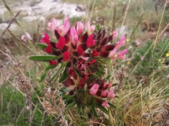 Anthyllis vulneraria rubriflora