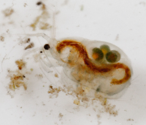 Acantholeberis curvirostris