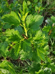 Physocarpus opulifolius