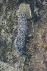 Holothuria atra