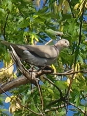 Streptopelia decaocto
