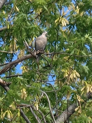 Streptopelia decaocto