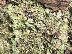 Melanelixia glabratula