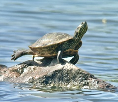 Trachemys scripta elegans