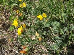 Lotus delortii
