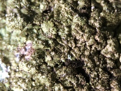 Melanelixia glabratula