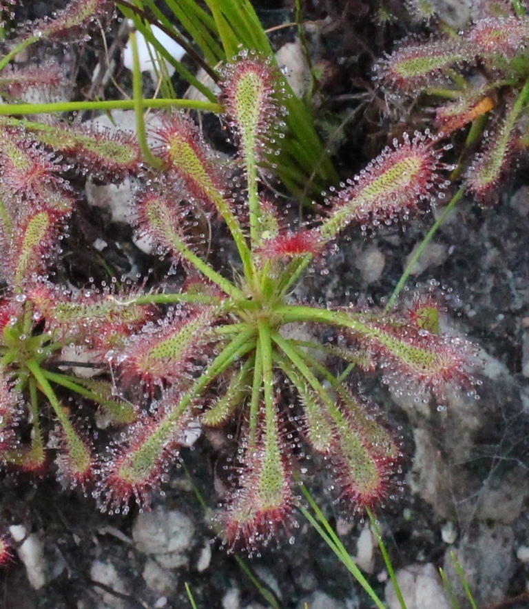 Drosera glabripes (Harv. ex Planch.) Stein