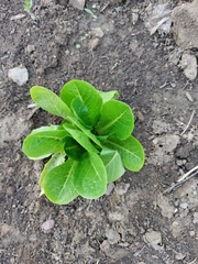 Lactuca sativa longifolia