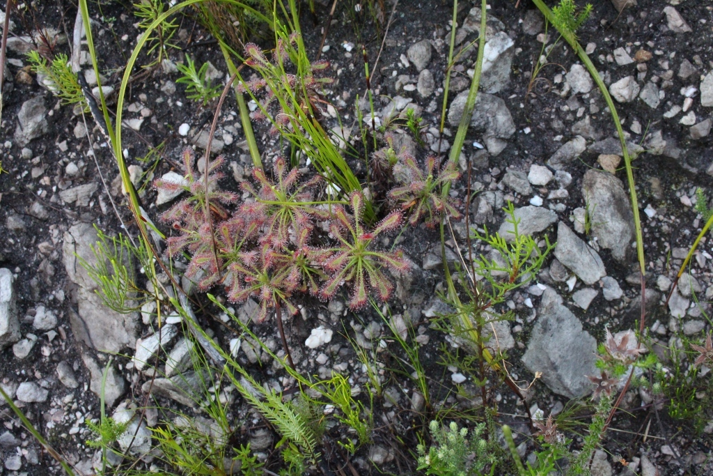 Drosera glabripes (Harv. ex Planch.) Stein 2