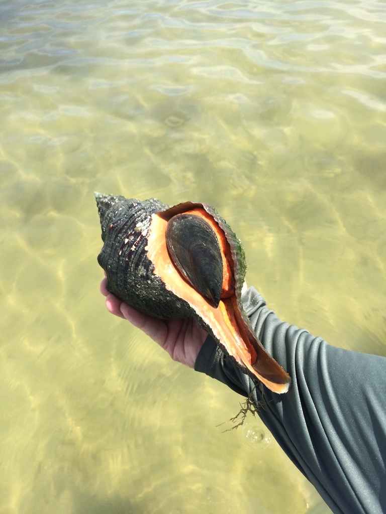 Florida Horse Conch