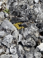 Vulpicida juniperinus