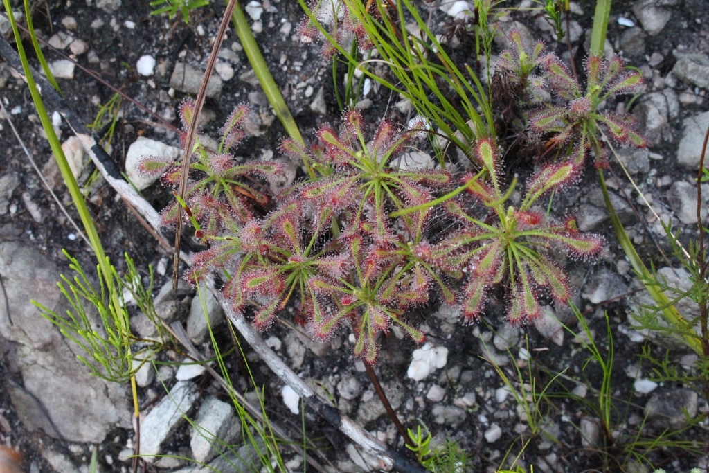 Drosera glabripes (Harv. ex Planch.) Stein 3
