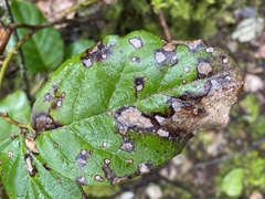 Phyllostictaceae