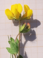 Lotus delortii