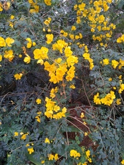 Senna spectabilis excelsa