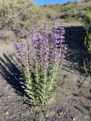 Penstemon acuminatus
