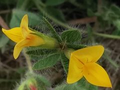 Lotus delortii