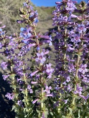 Penstemon acuminatus