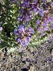 Penstemon acuminatus