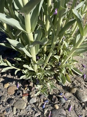 Penstemon acuminatus