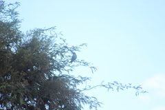 Saltator aurantiirostris