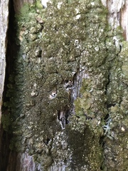 Melanelixia glabratula