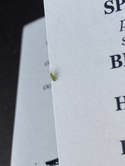 Insecta