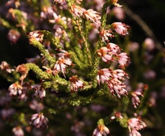 Erica globiceps consors