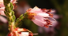 Erica globiceps consors