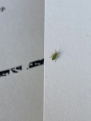 Insecta