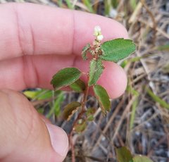 Croton glandulosus septentrionalis