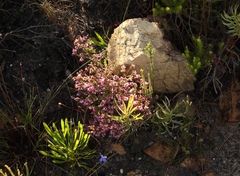 Erica globiceps consors