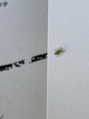 Insecta