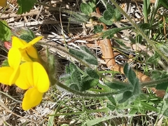 Lotus delortii