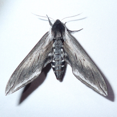 Sphinx perelegans