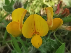Lotus delortii