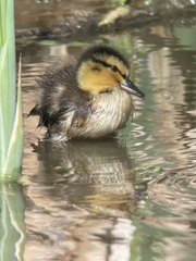 Anas platyrhynchos