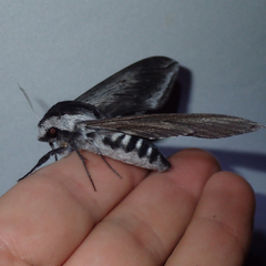 Sphinx perelegans