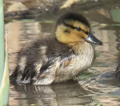 Anas platyrhynchos