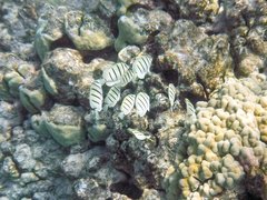 Acanthurus triostegus sandvicensis