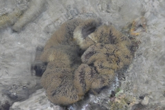 Stichodactyla